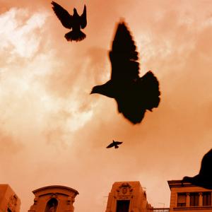 "Freedom." Photo illustration via Wylio http://bit.ly/xAJy0A "Freedom." Photo illustration via Wylio http://bit.ly/xAJy0A