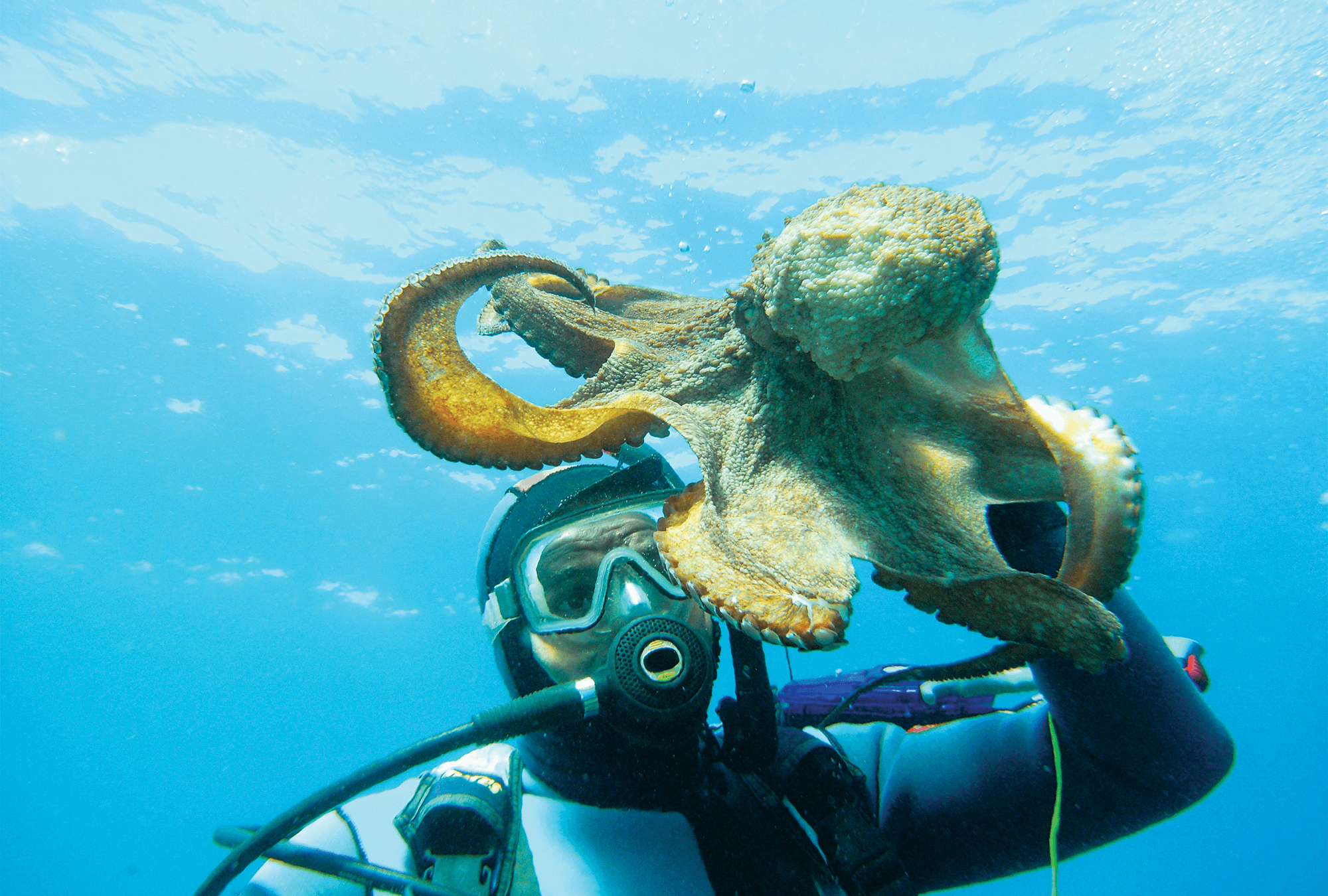A diver encounters an octopus.